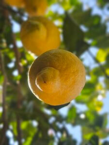 ароматні трави Мурсія