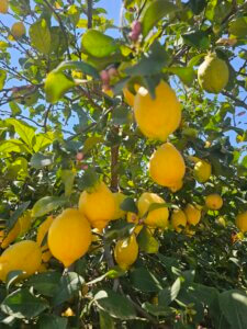 ароматні трави Мурсія